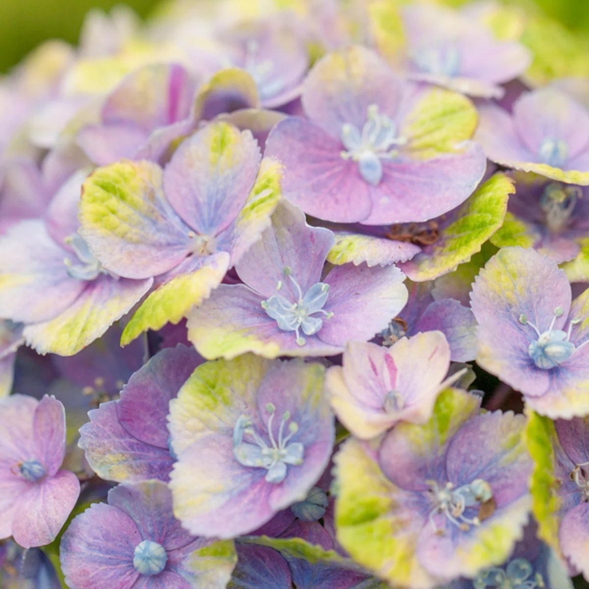 Bauernhortensie 'Magical Four Seasons Jewel®'