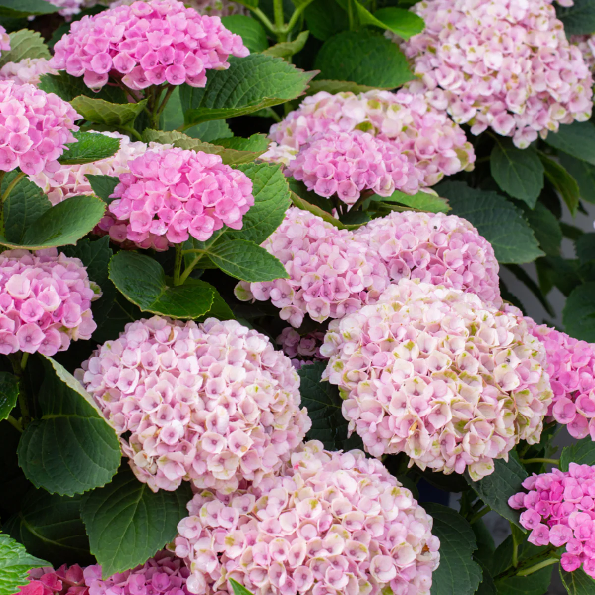 Bauernhortensie 'Magical Four Seasons Jewel®' - Image 2