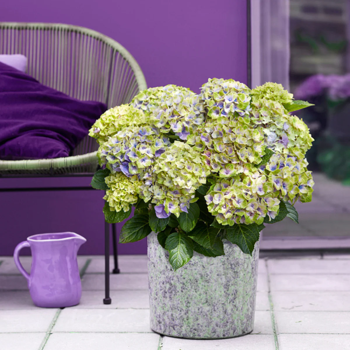Bauernhortensie 'Magical Four Seasons Jewel®' - Image 3