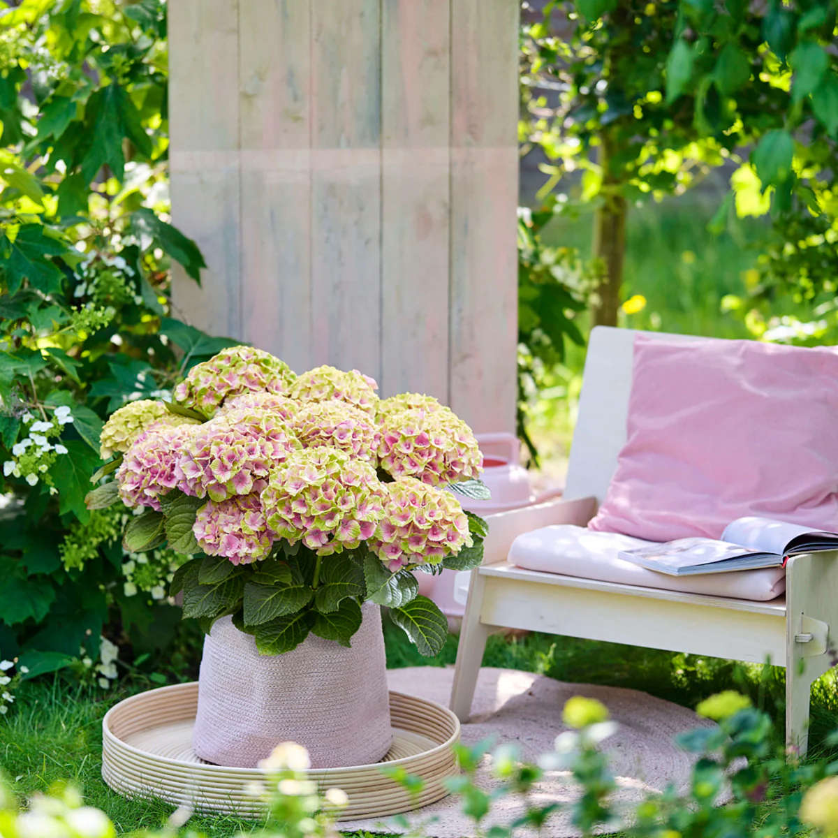 Bauernhortensie 'Magical Four Seasons Jewel®' - Image 4