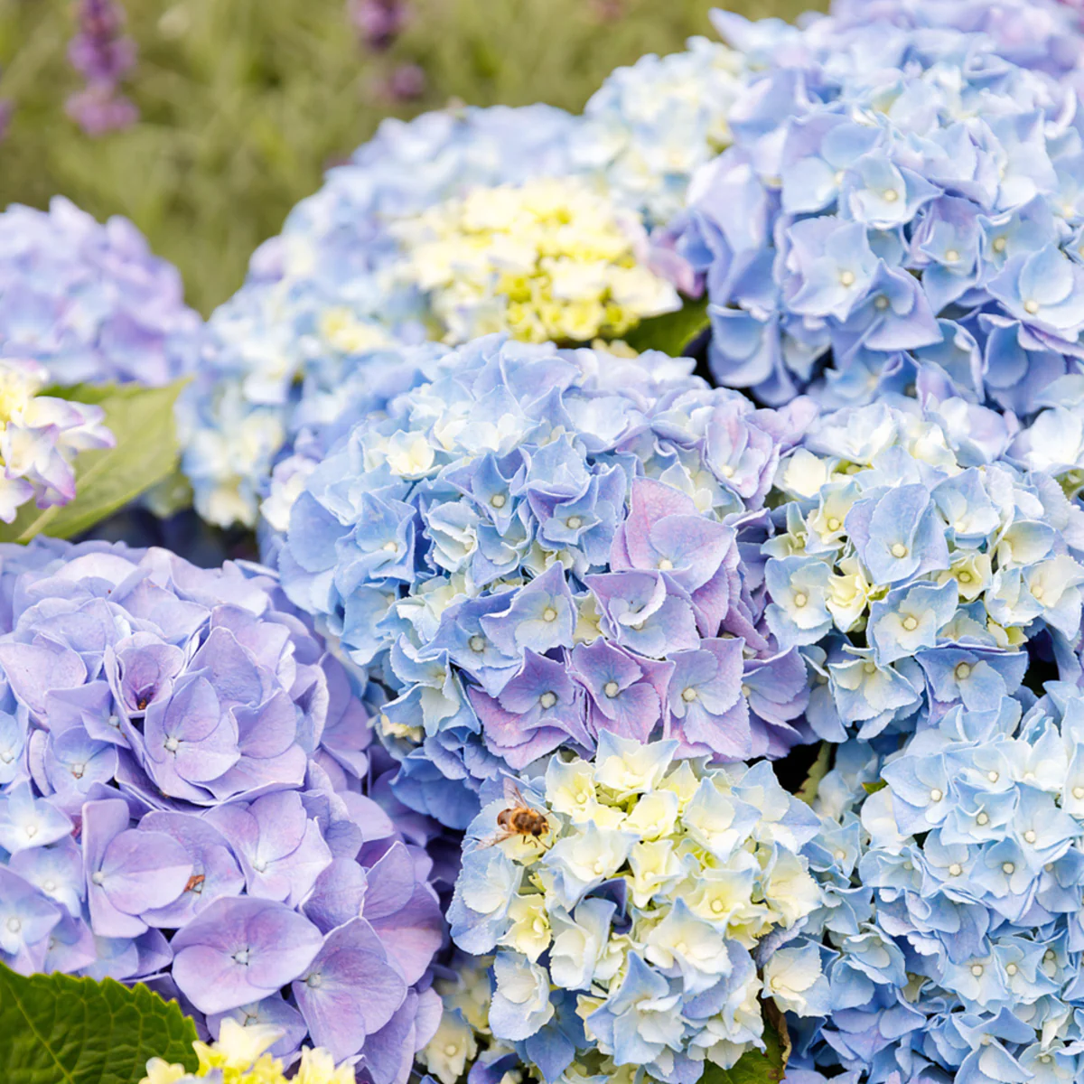 Bauernhortensie 'Music Collection Blue Ballad®'