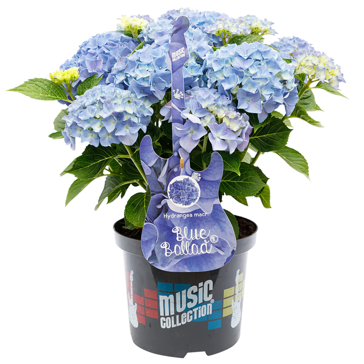 Bauernhortensie 'Music Collection Blue Ballad®' - Image 2
