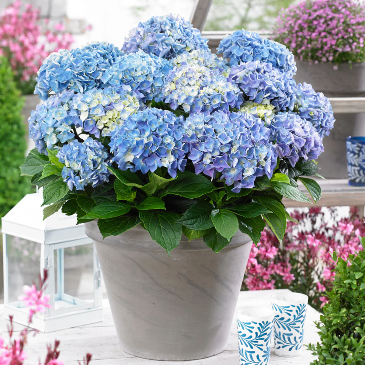 Bauernhortensie 'Music Collection Blue Ballad®' - Image 3