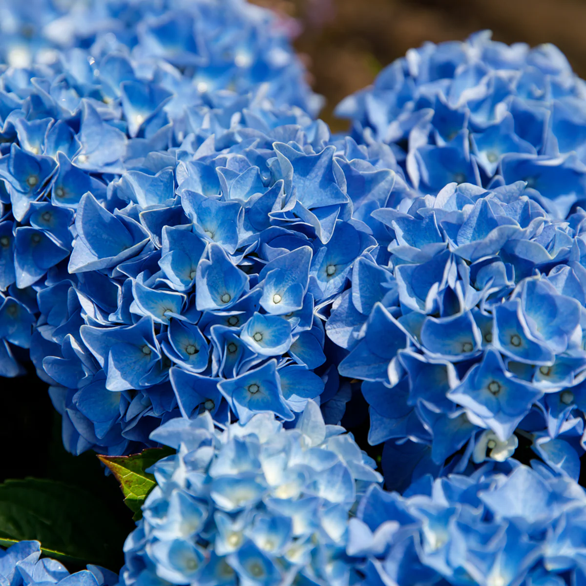 Bauernhortensie 'Music Collection Blue Boogiewoogie®'