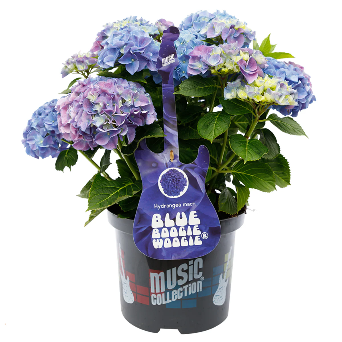 Bauernhortensie 'Music Collection Blue Boogiewoogie®' - Image 2