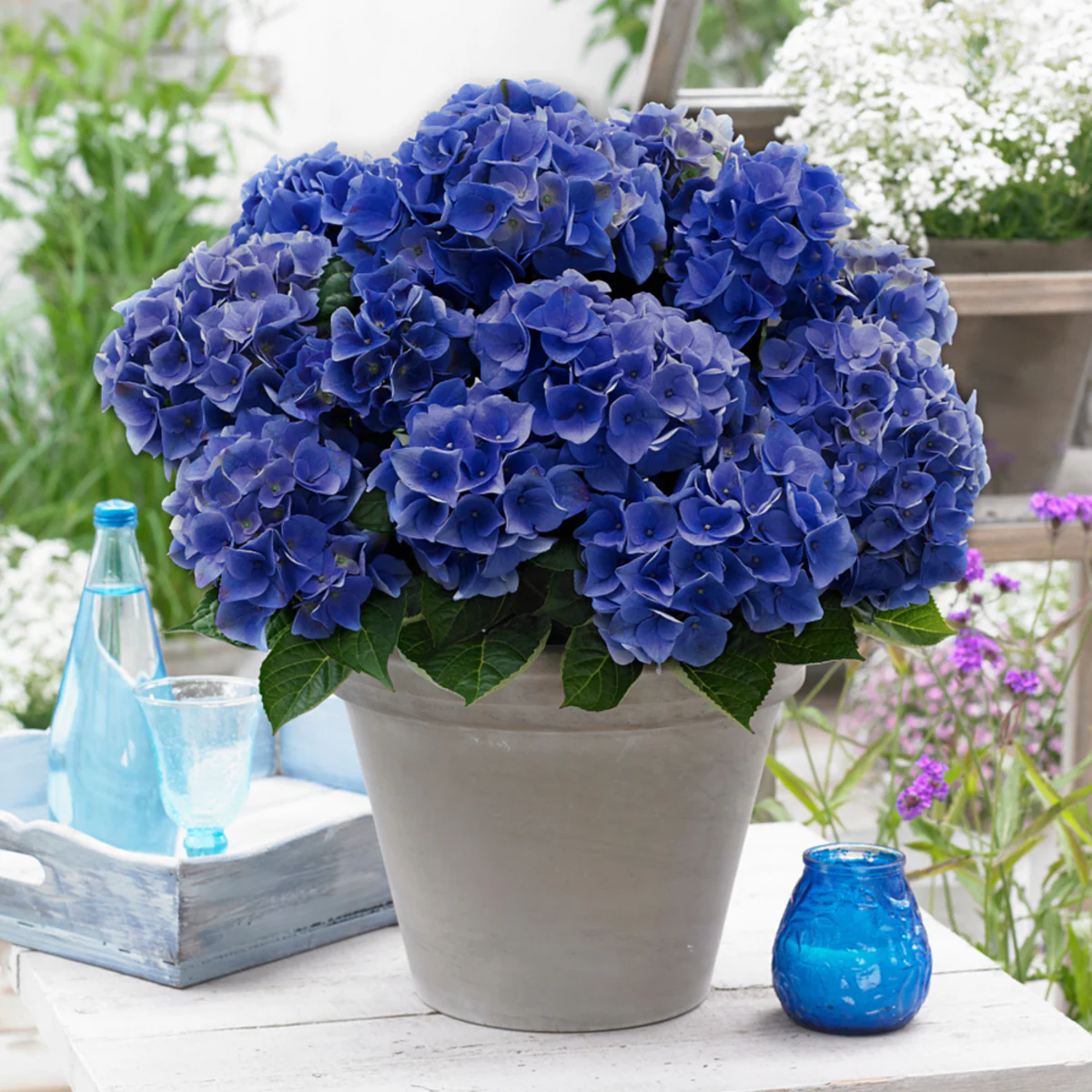 Bauernhortensie 'Music Collection Blue Boogiewoogie®' - Image 3