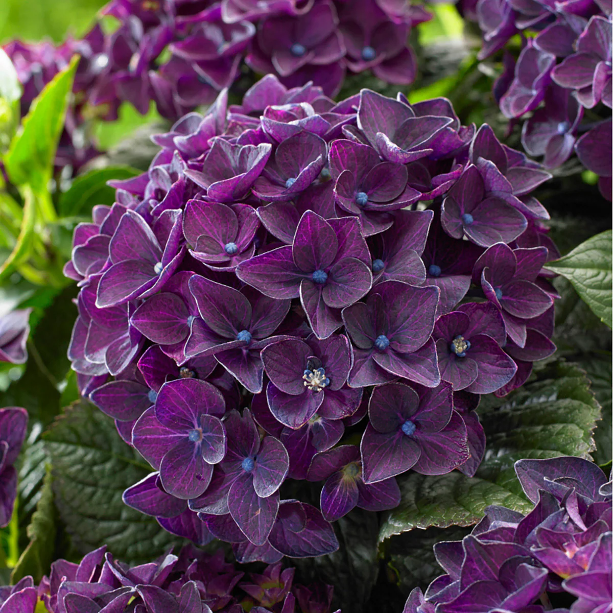 Bauernhortensie 'Music Collection Deep Purple Dance®'