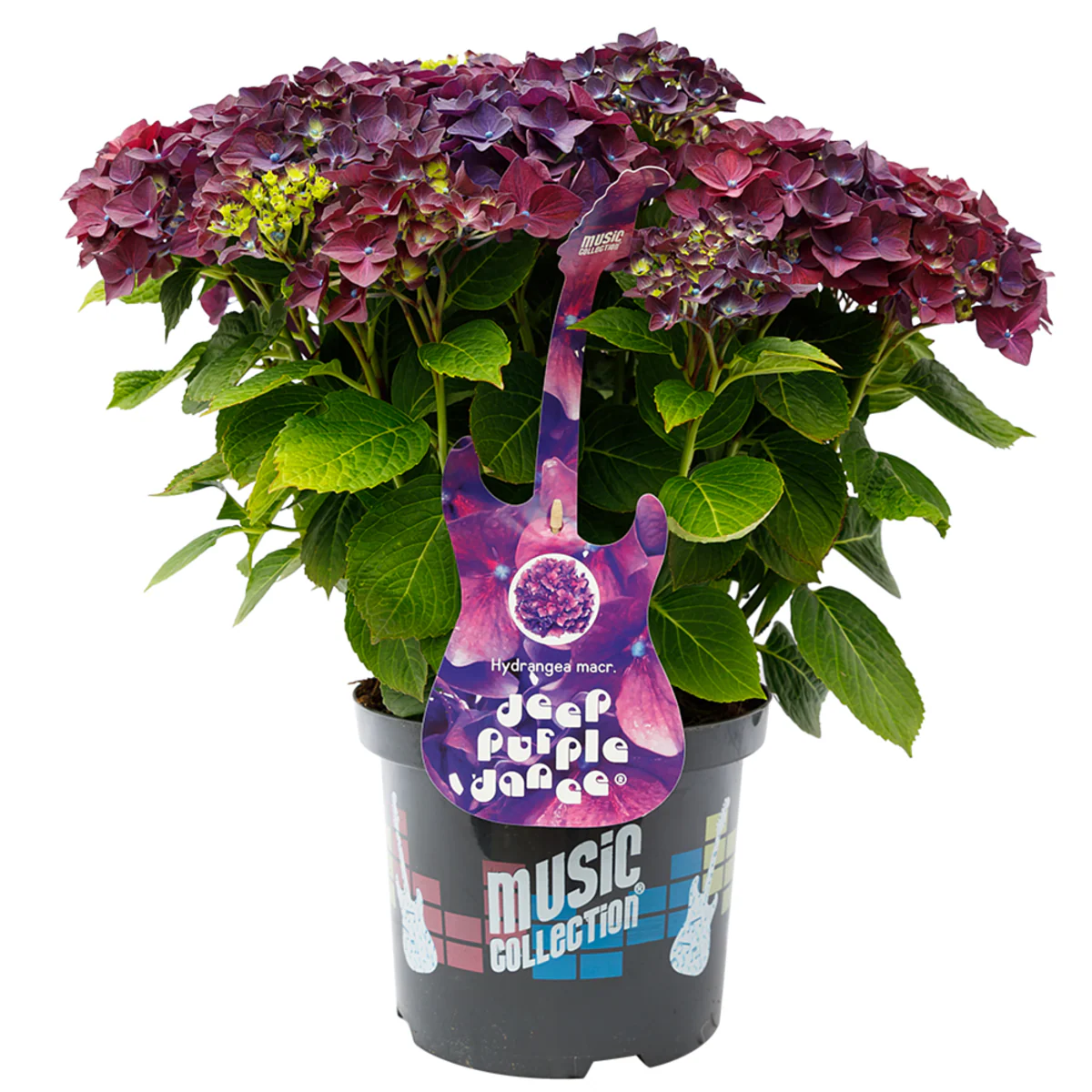 Bauernhortensie 'Music Collection Deep Purple Dance®' - Image 2