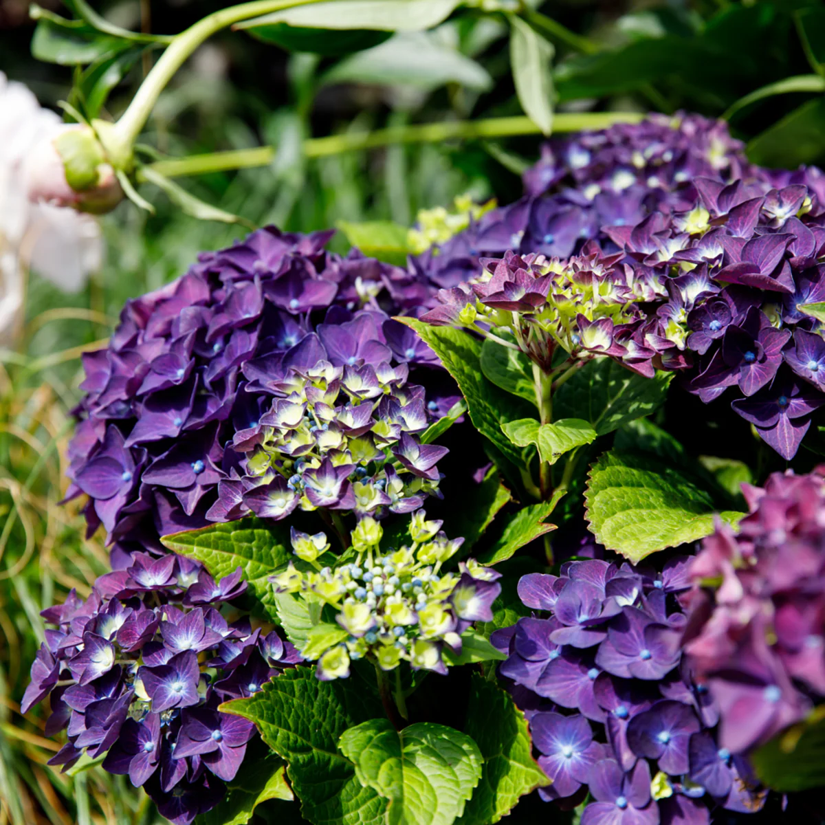 Bauernhortensie 'Music Collection Deep Purple Dance®' - Image 3