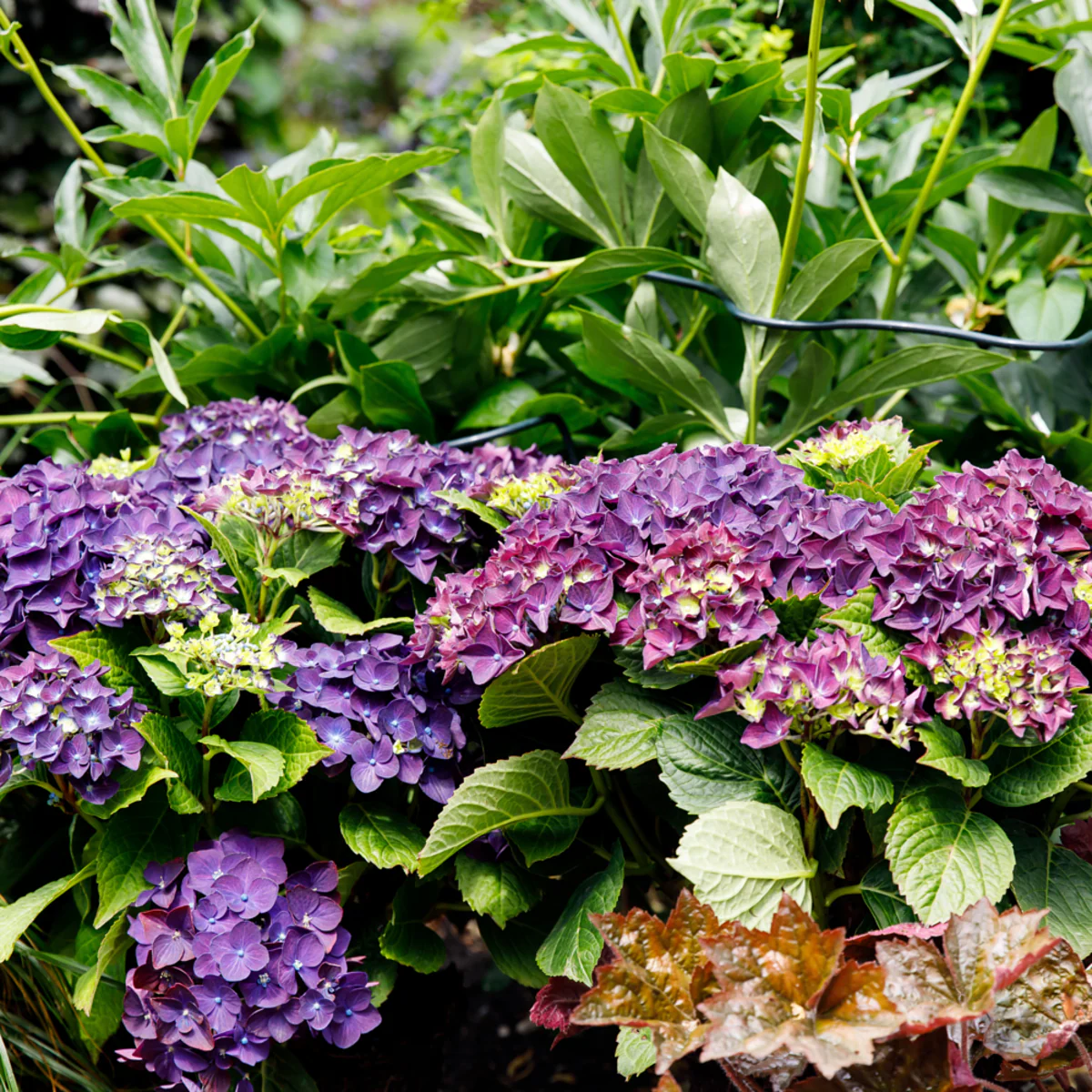 Bauernhortensie 'Music Collection Deep Purple Dance®' - Image 4