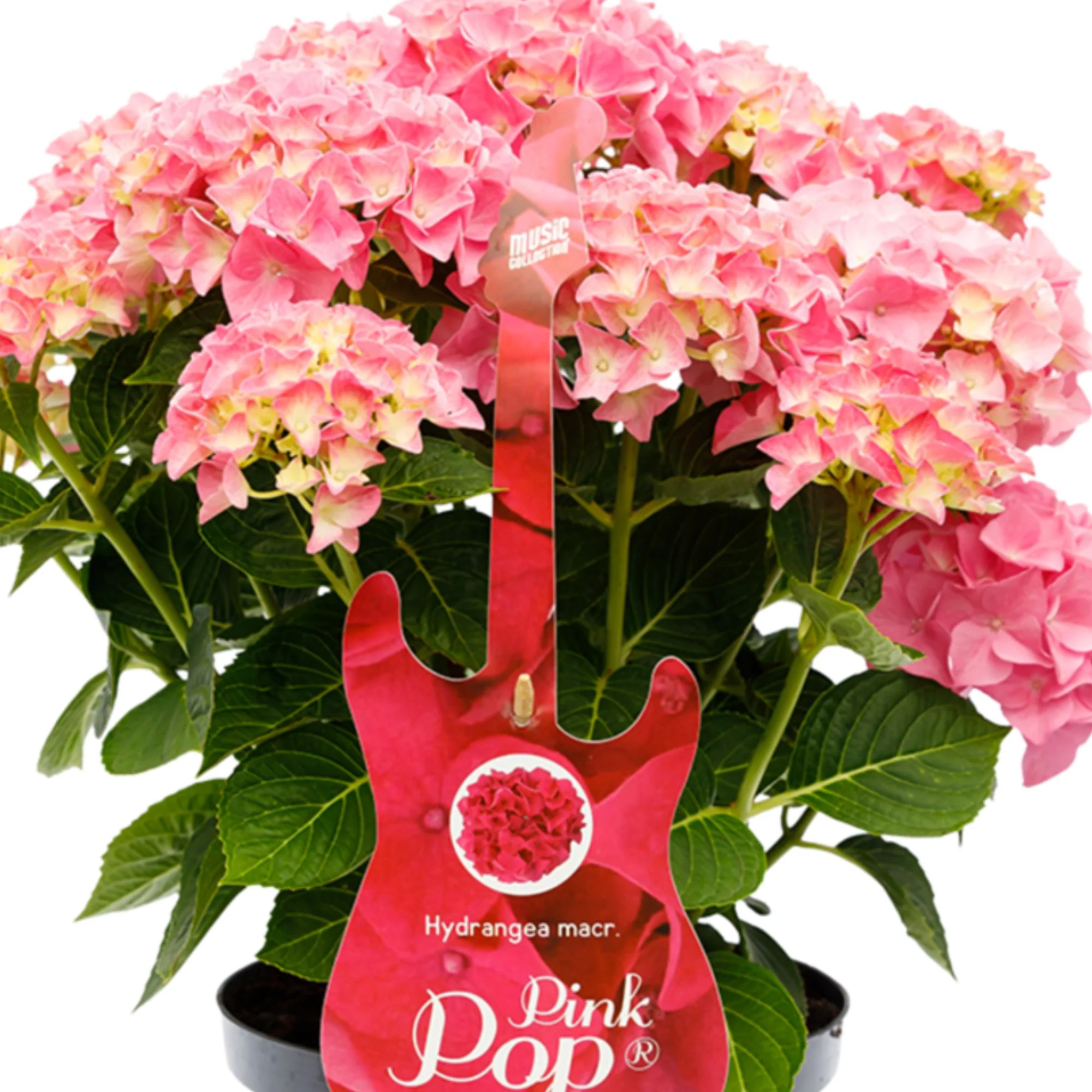Bauernhortensie 'Music Collection Pink Punk®' - Image 2