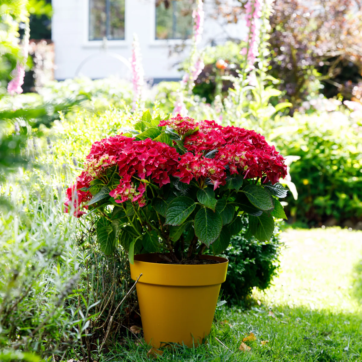 Bauernhortensie 'Music Collection Red Reggae®' - Image 3