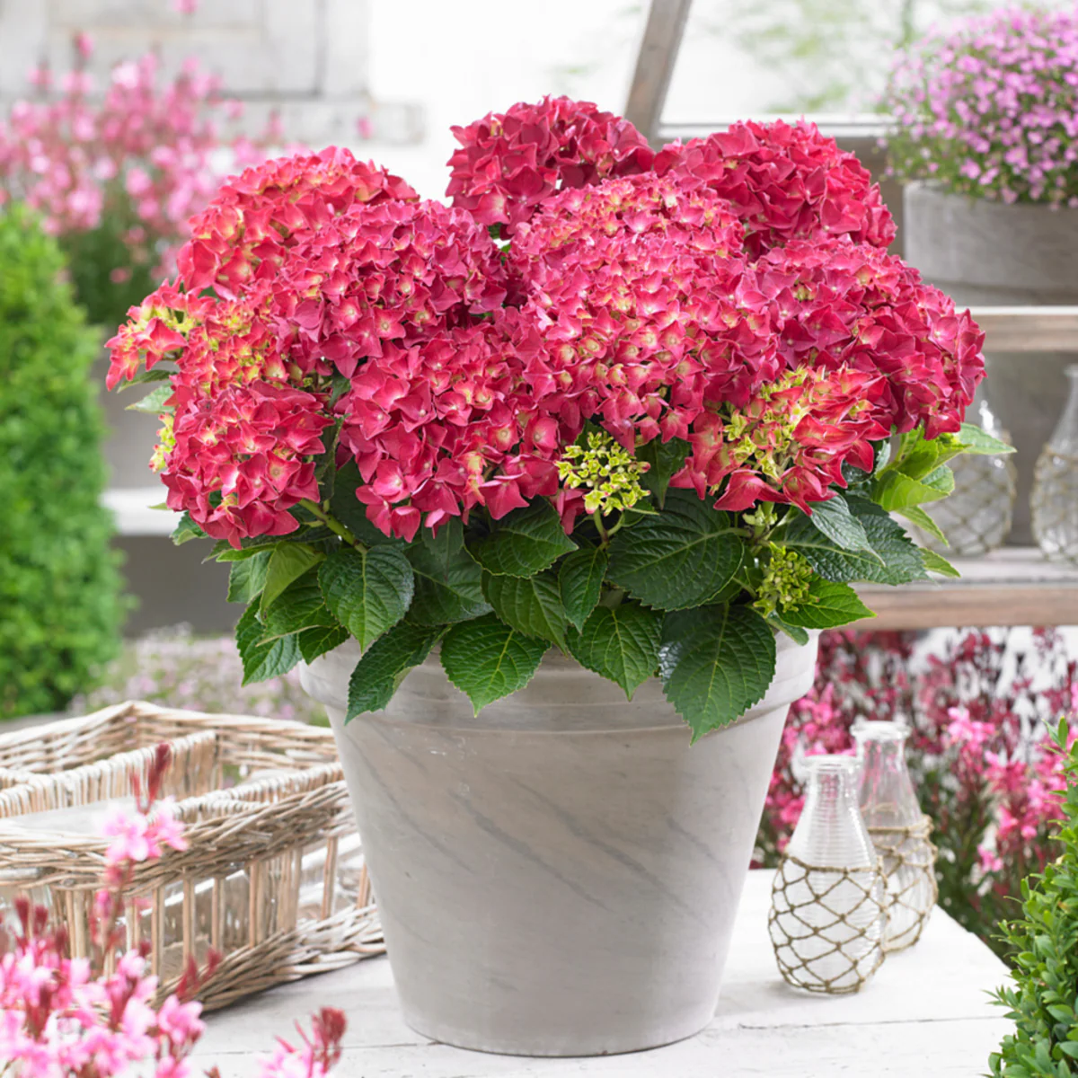 Bauernhortensie 'Music Collection Red Reggae®' - Image 4