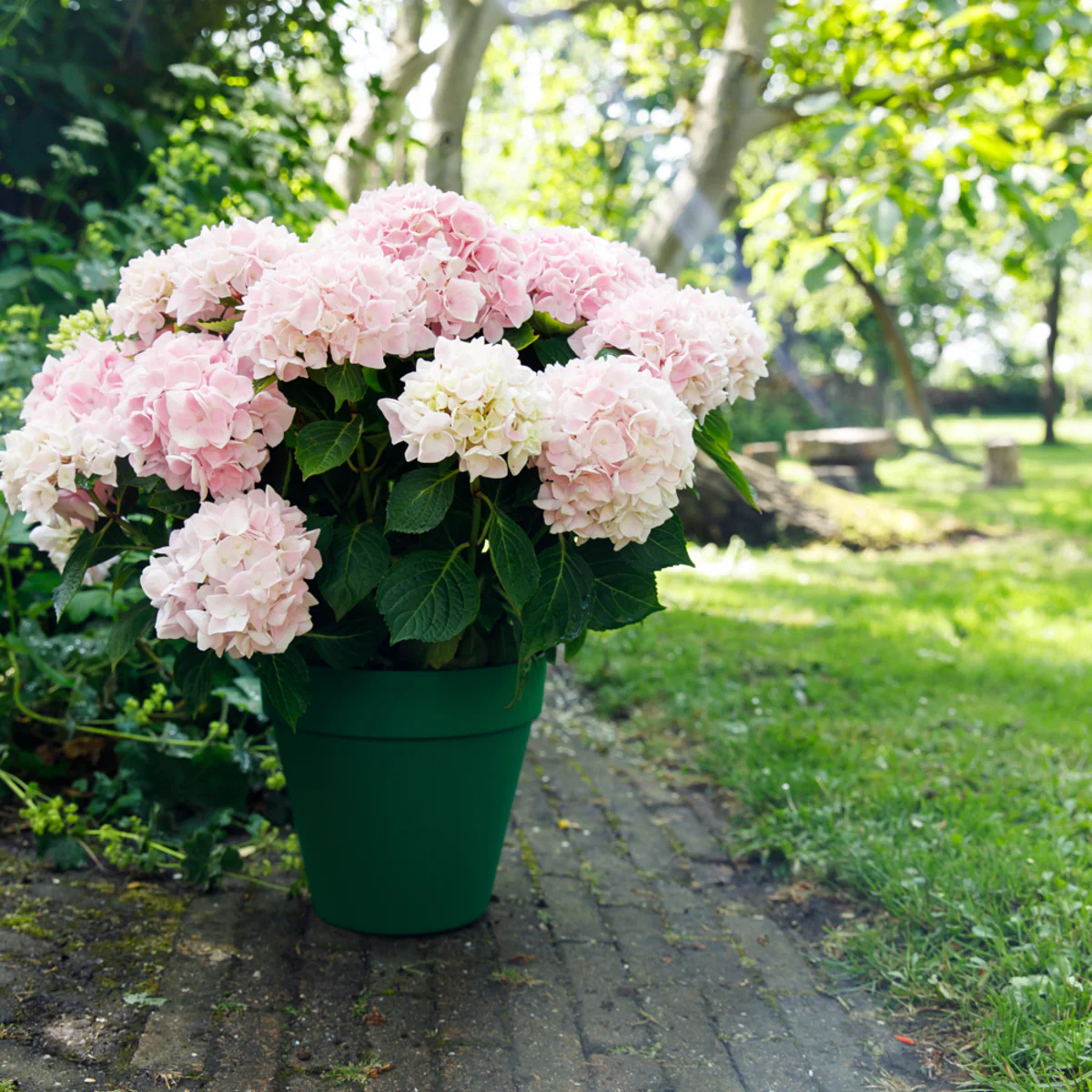 Bauernhortensie 'Music Collection Soft Pink Salsa®' - Image 3
