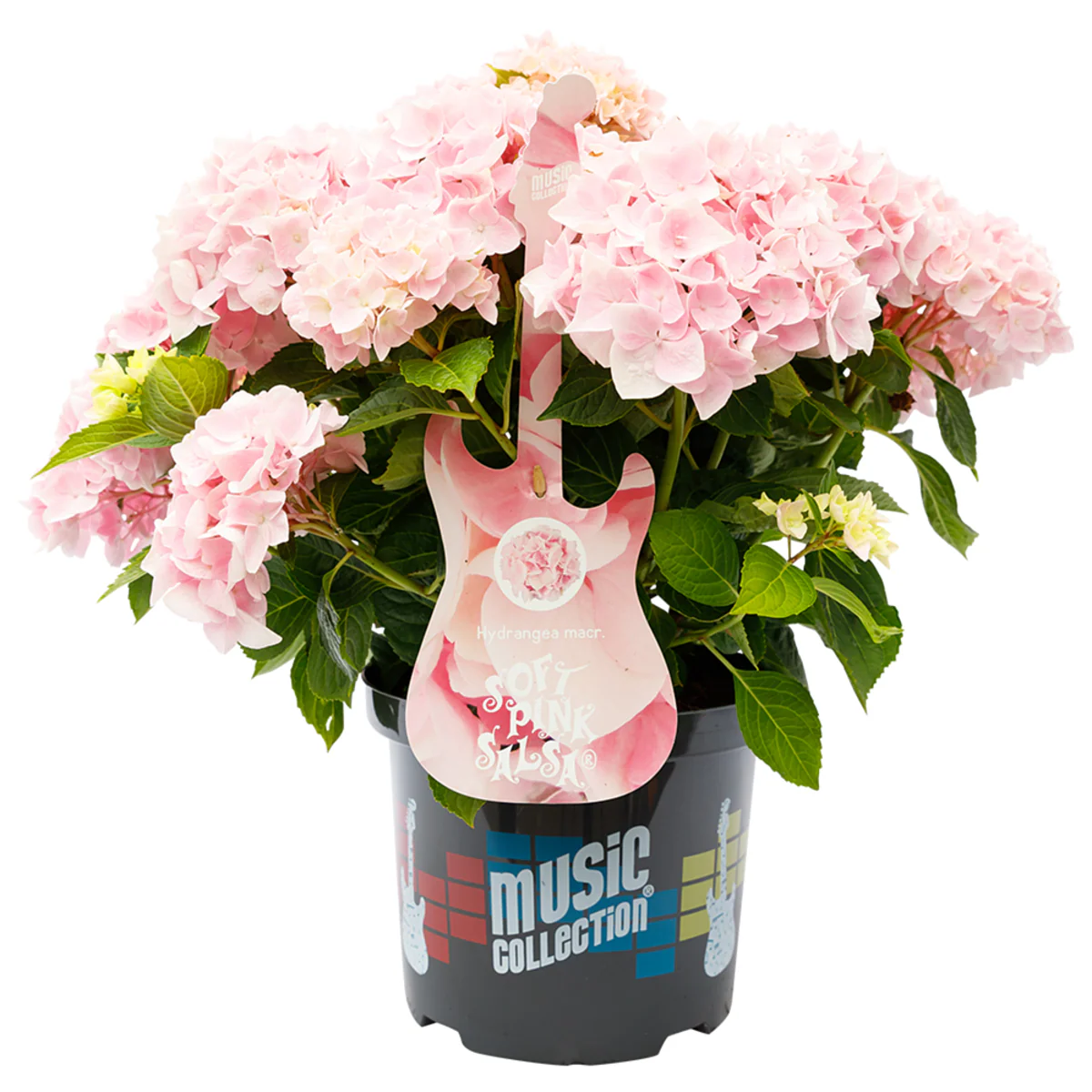Bauernhortensie 'Music Collection Soft Pink Salsa®' - Image 4