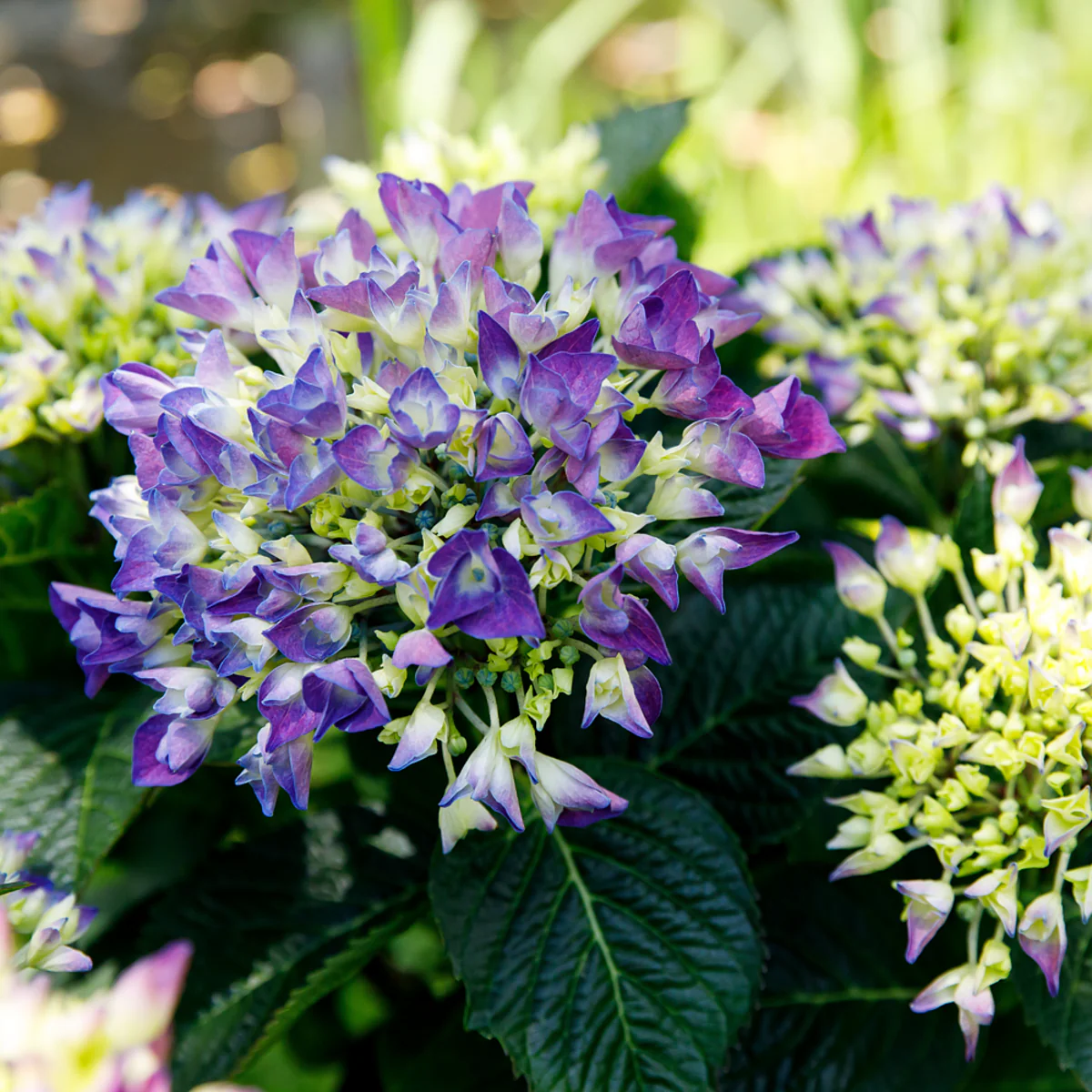 Bauernhortensie Royalty Collection® 'Amor'