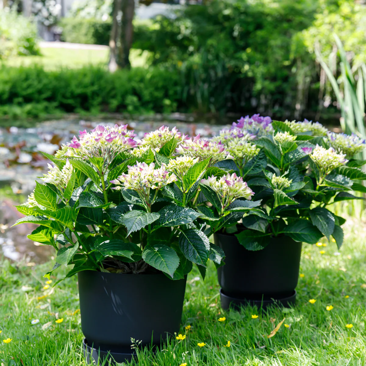 Bauernhortensie Royalty Collection® 'Amor' - Image 2
