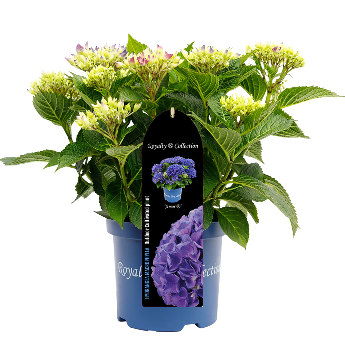 Bauernhortensie Royalty Collection® 'Amor' - Image 3