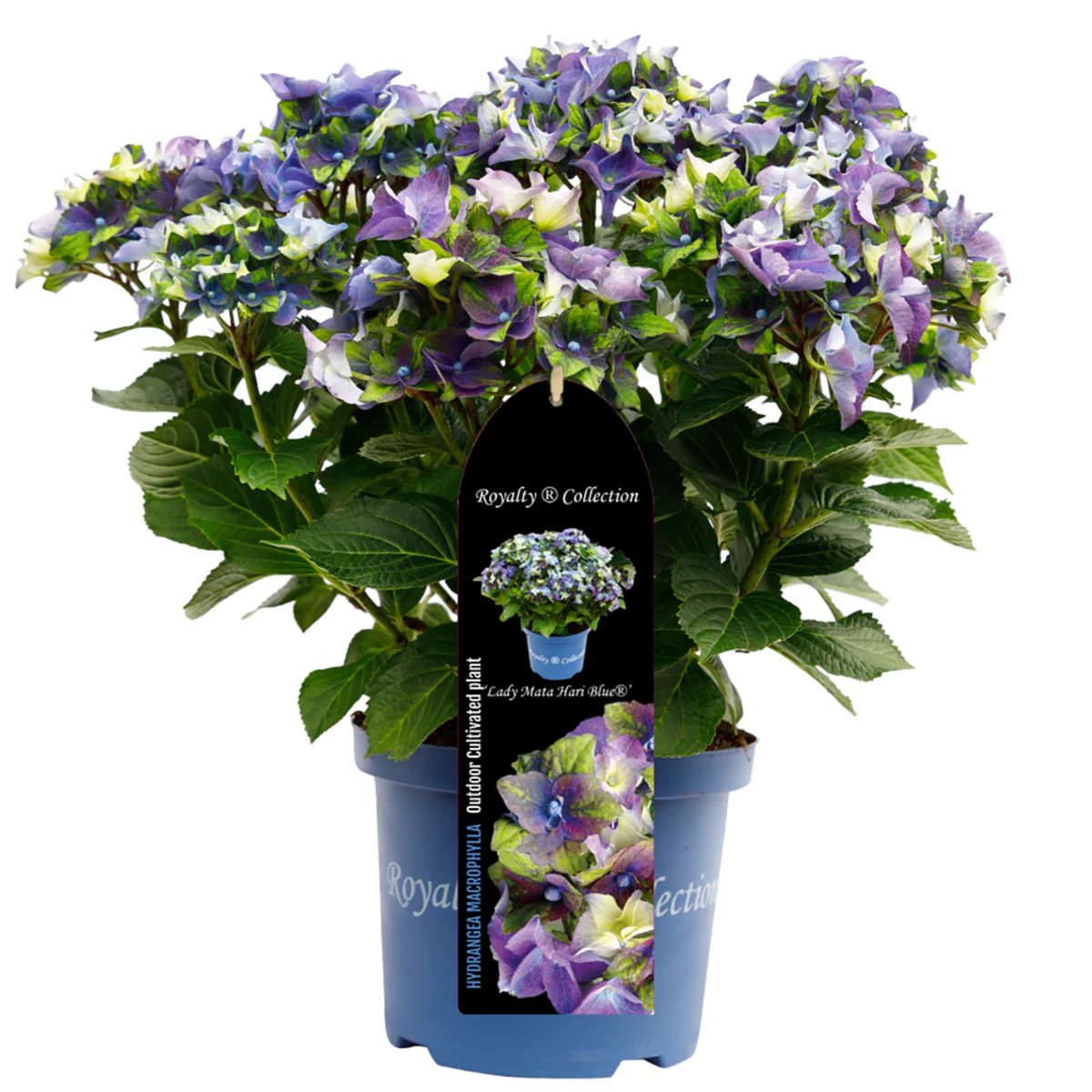 Bauernhortensie Royalty Collection® 'Lady Mata Hari' - Image 3