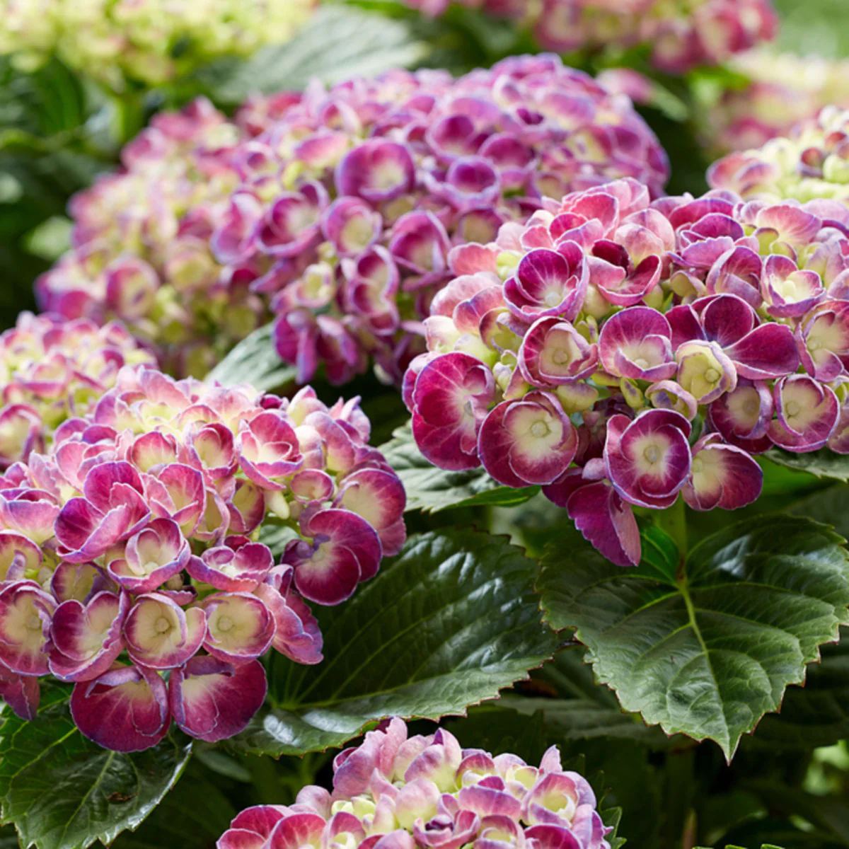 Bauernhortensie Royalty Collection® 'Rosie Blue'