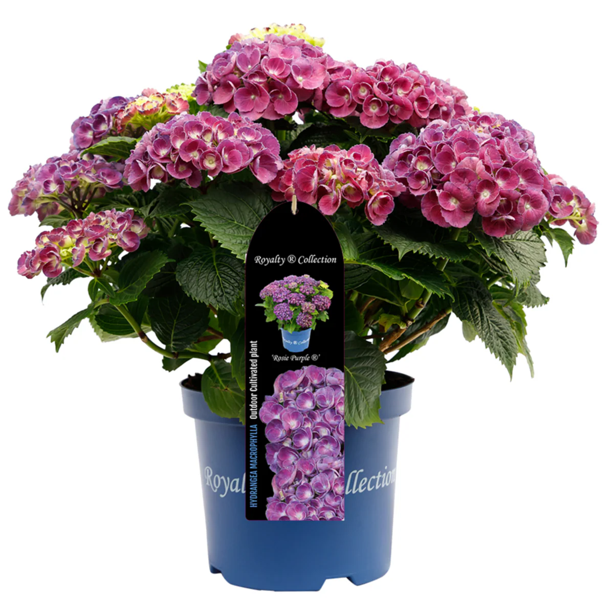 Bauernhortensie Royalty Collection® 'Rosie Blue' - Image 2