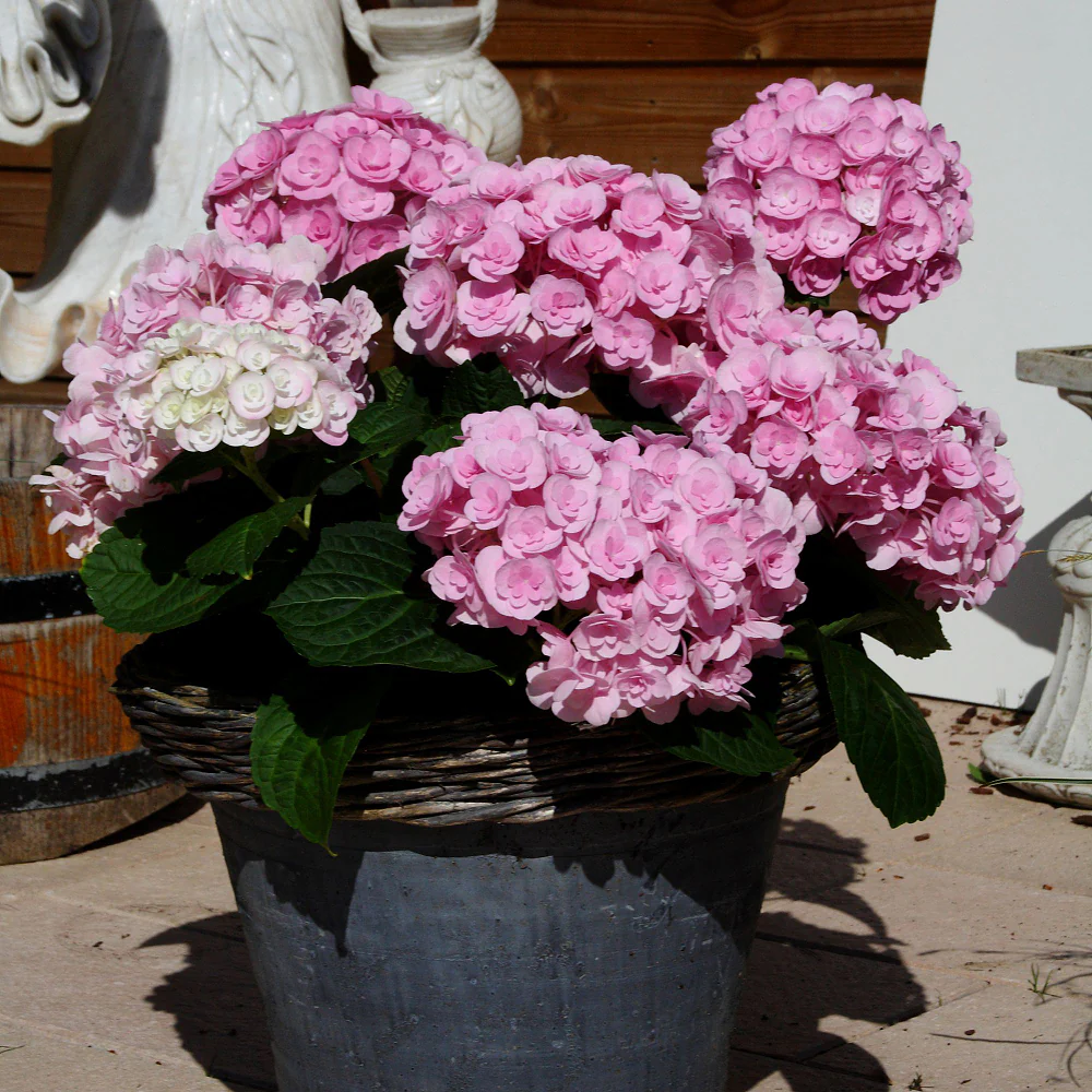 Bauernhortensien-Set, 3 Pflanzen - Image 4