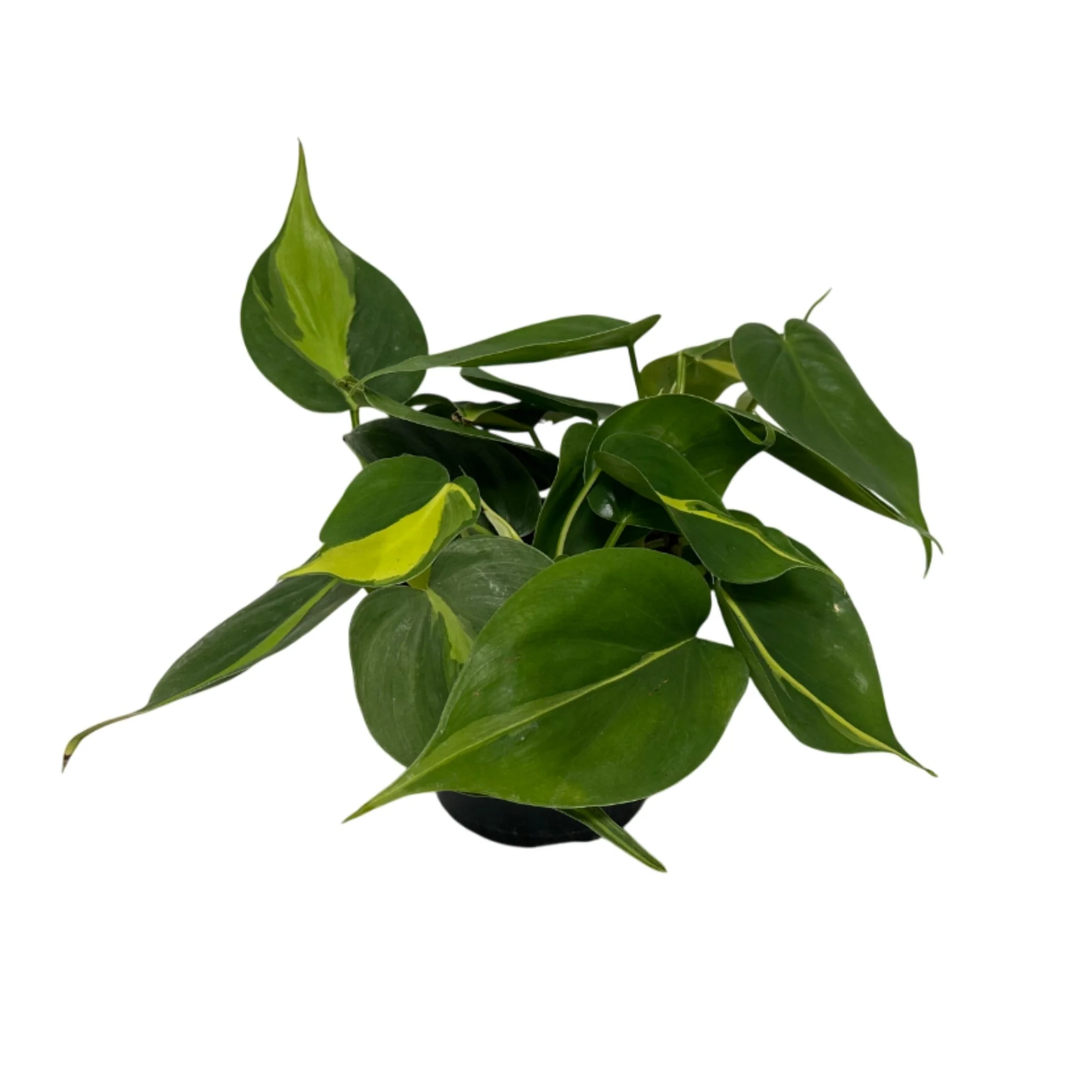Baumfreund 'Brazil' - Image 3