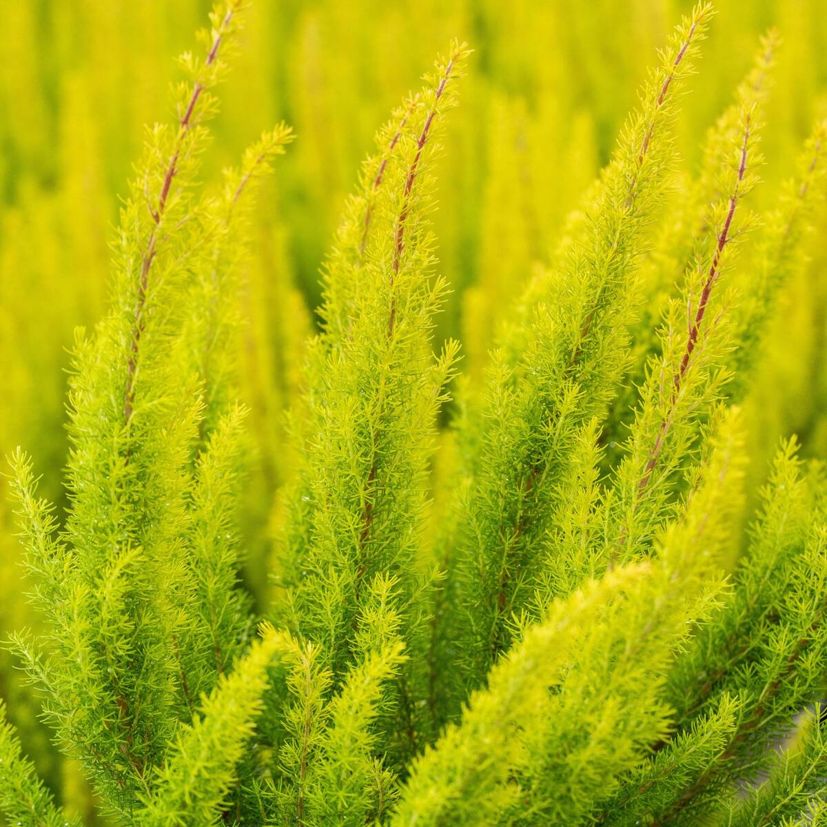 Baumheide 'Albert's Gold'