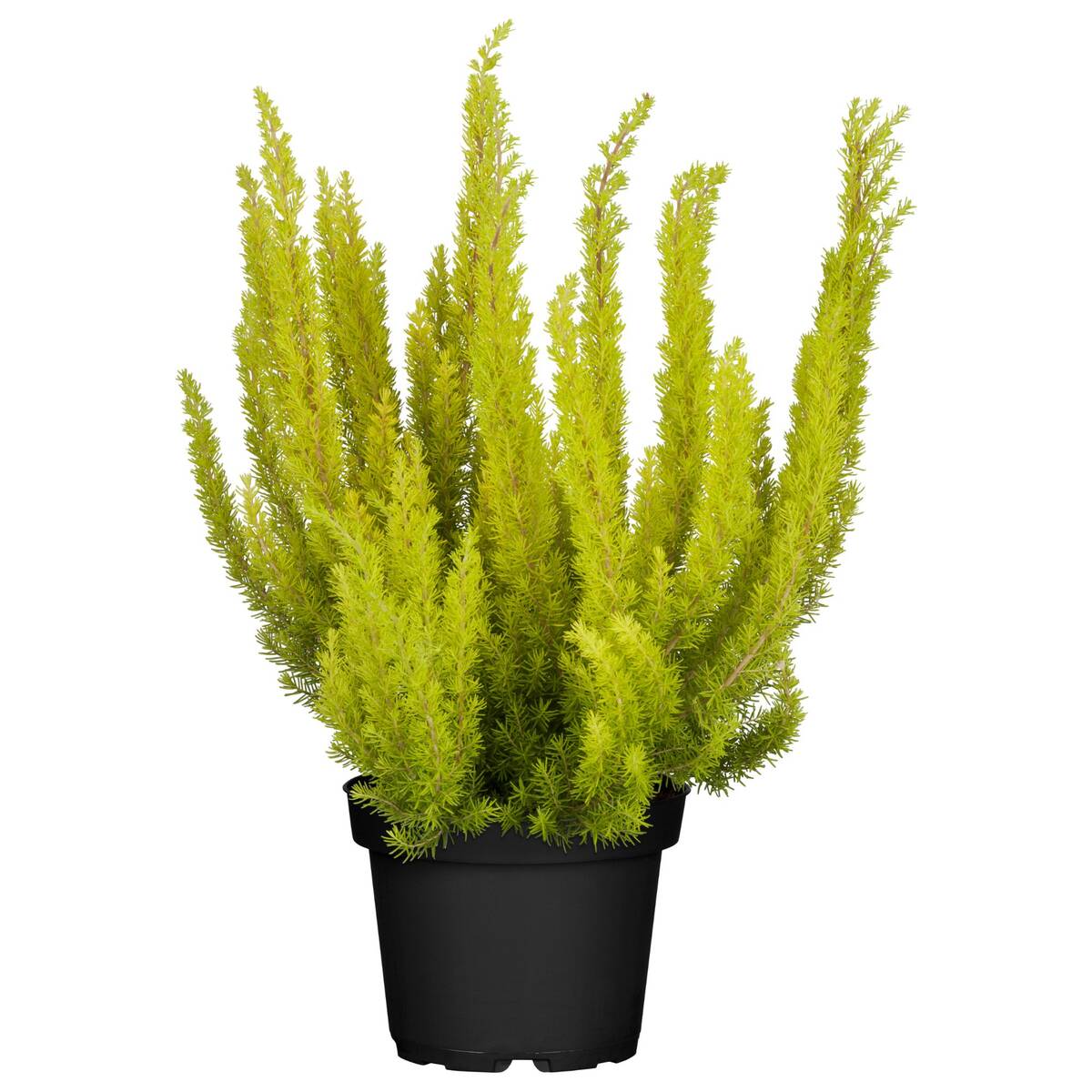 Baumheide 'Albert's Gold' - Image 2