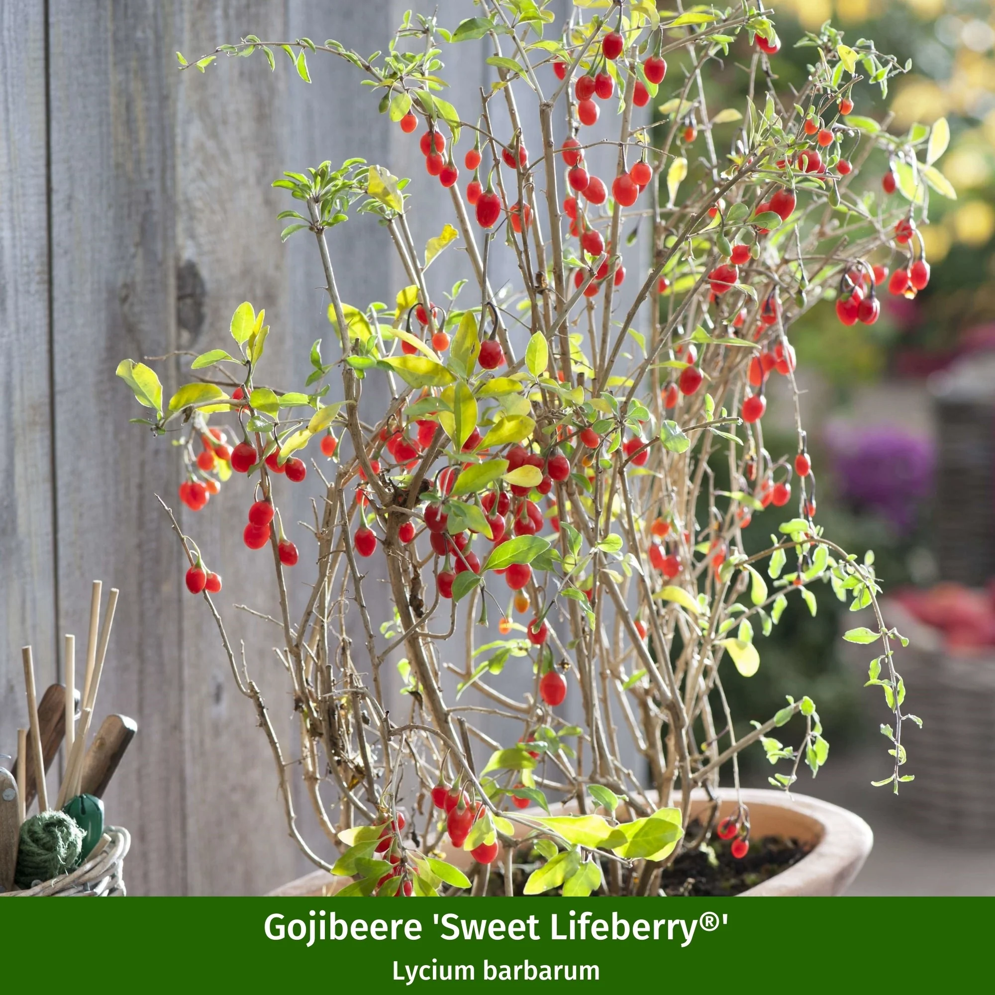 Beeren-Set "Fruchtbeeren" - Image 2