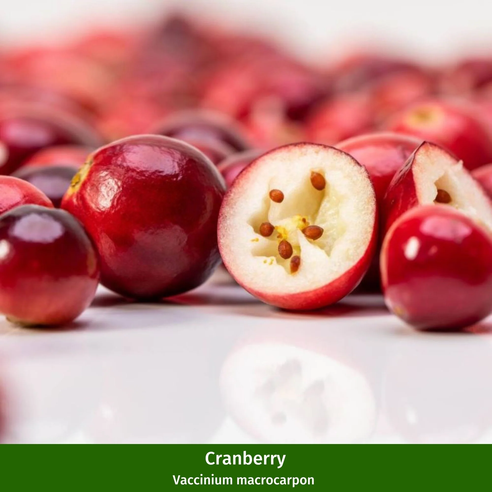 Beeren-Set "Wild und beerig", 12 Pflanzen - Image 3