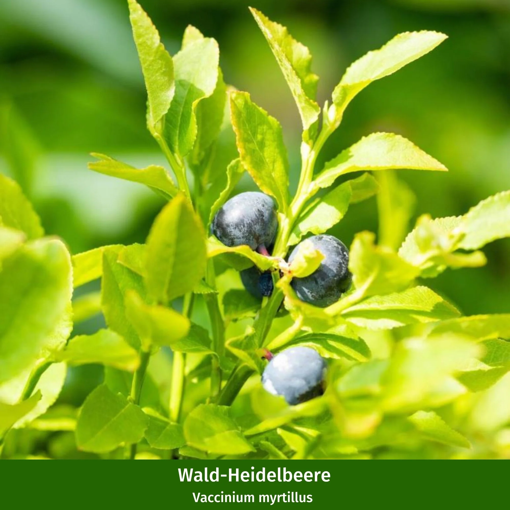 Beeren-Set "Wild und beerig", 12 Pflanzen - Image 4