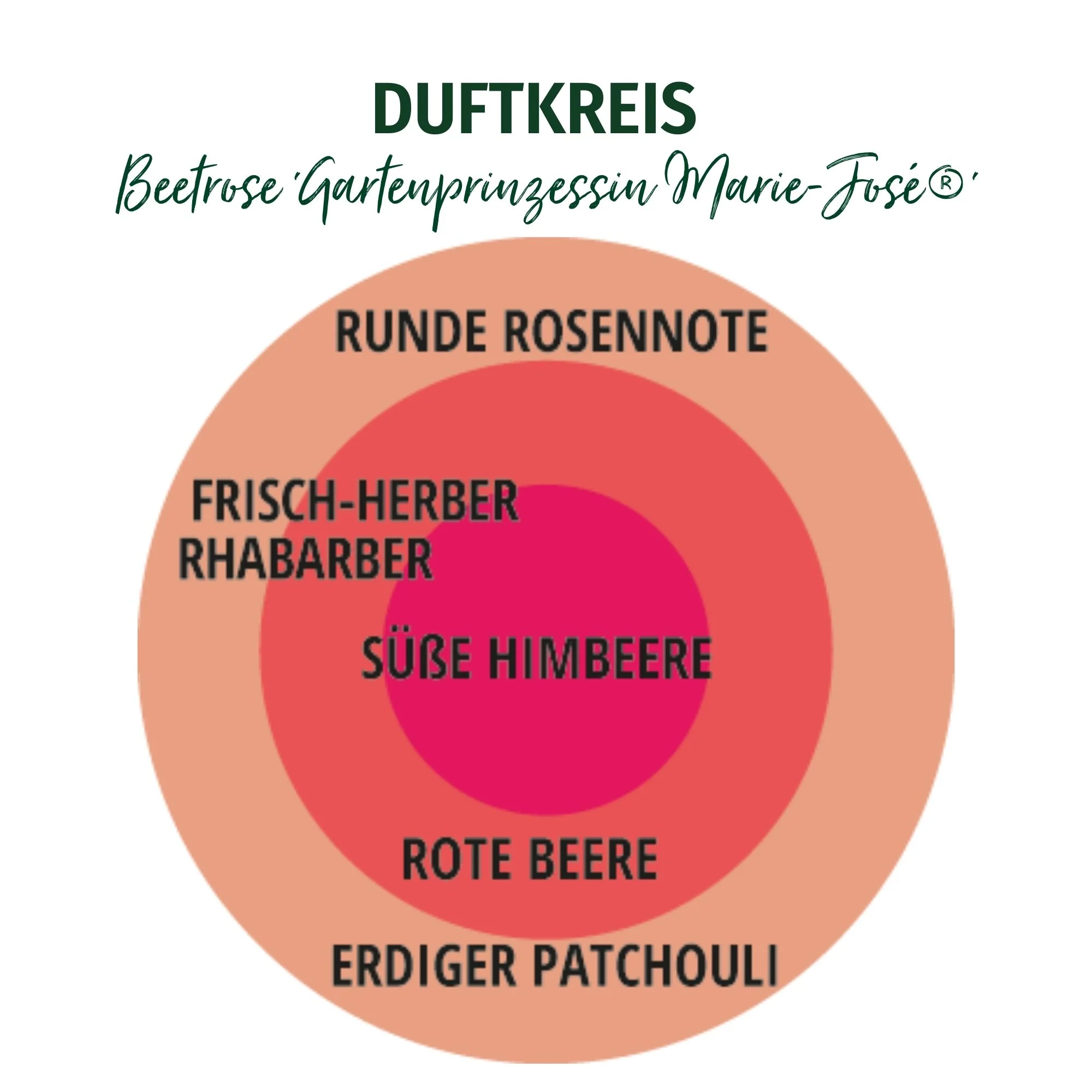 Parfuma® Beetrose 'Gartenprinzessin Marie-José®' - Image 3