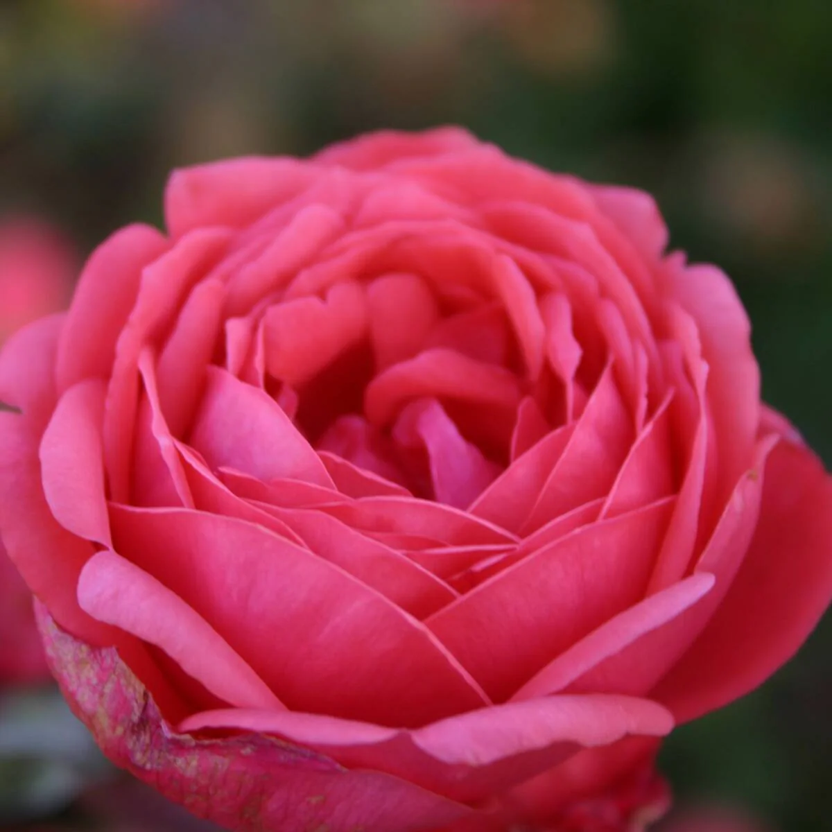 Parfuma® Beetrose 'Gartenprinzessin Marie-José®' - Image 4