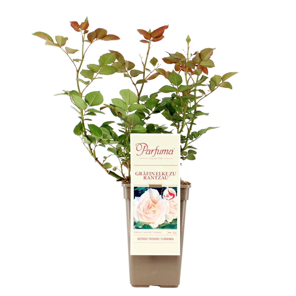 Parfuma® Beetrose 'Gräfin Elke zu Rantzau®' - Image 2