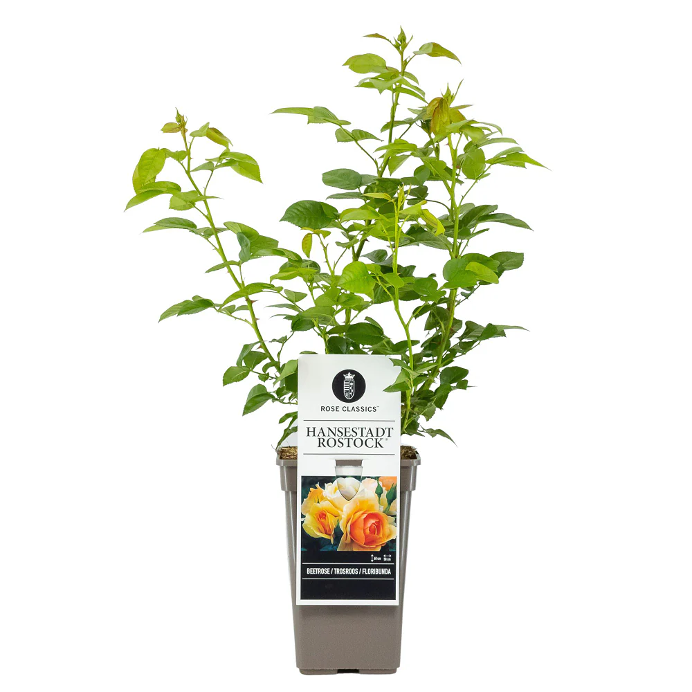 Beetrose 'Hansestadt Rostock®' - Image 2