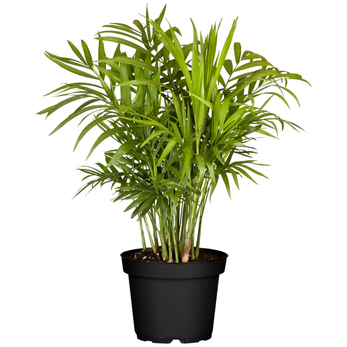 Bergpalme - Image 2