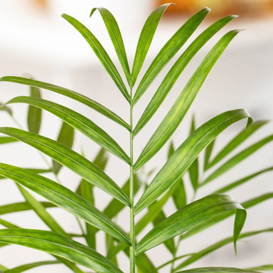 Bergpalme - Image 3