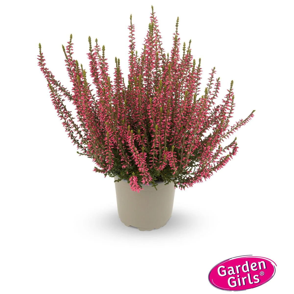 Besenheide 'Gardengirls®' - Image 11