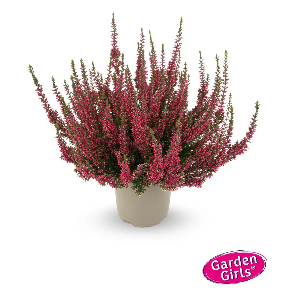 Besenheide 'Gardengirls®' - Image 12
