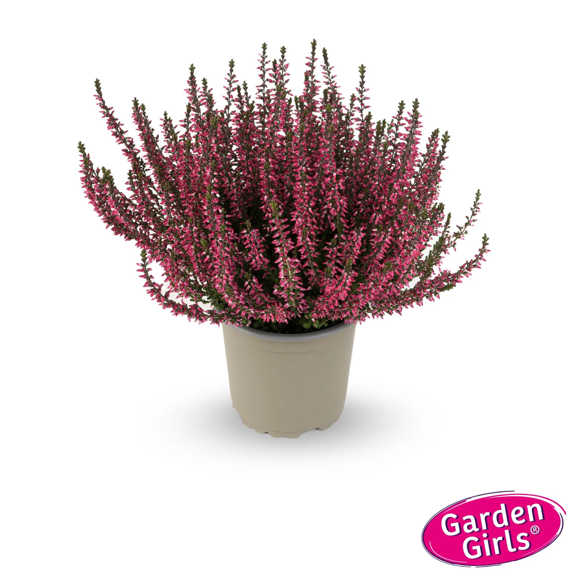 Besenheide 'Gardengirls®' - Image 13
