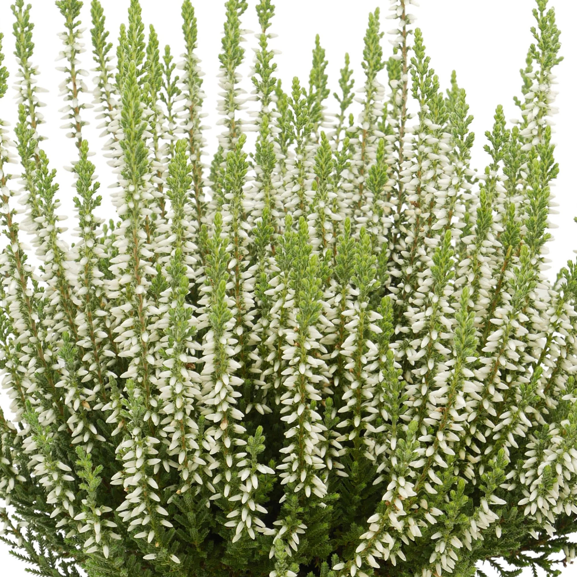 Besenheide 'Gardengirls®' - Image 3