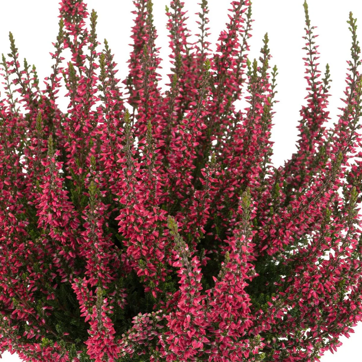 Besenheide 'Gardengirls®' - Image 4