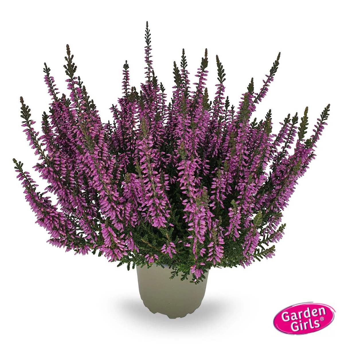 Besenheide 'Gardengirls®' - Image 7