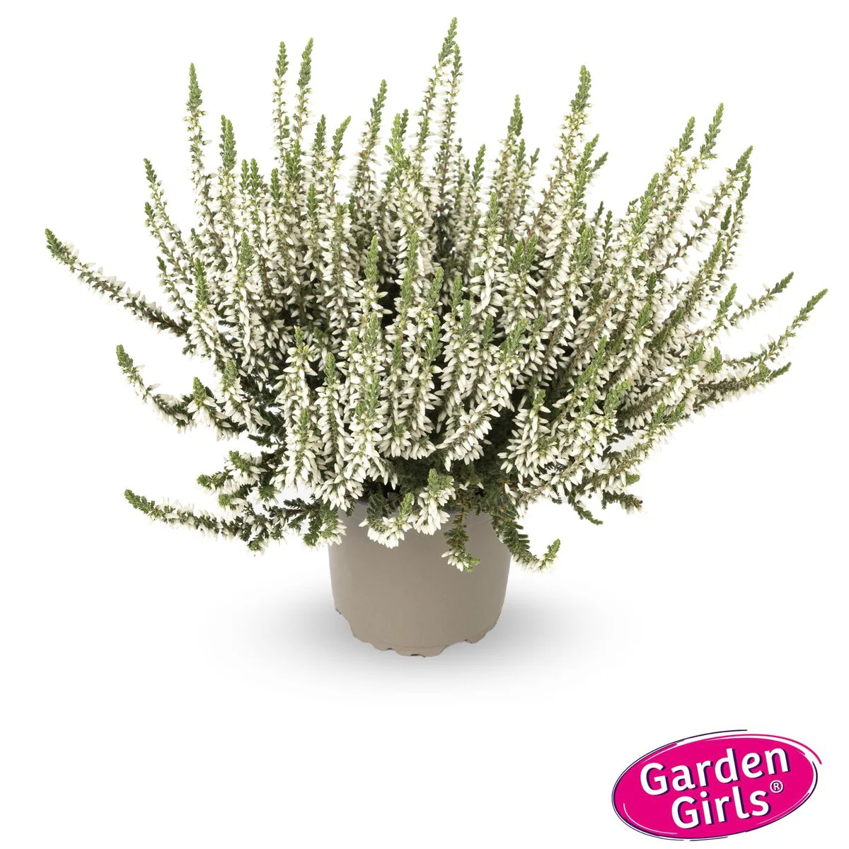 Besenheide 'Gardengirls®' - Image 9