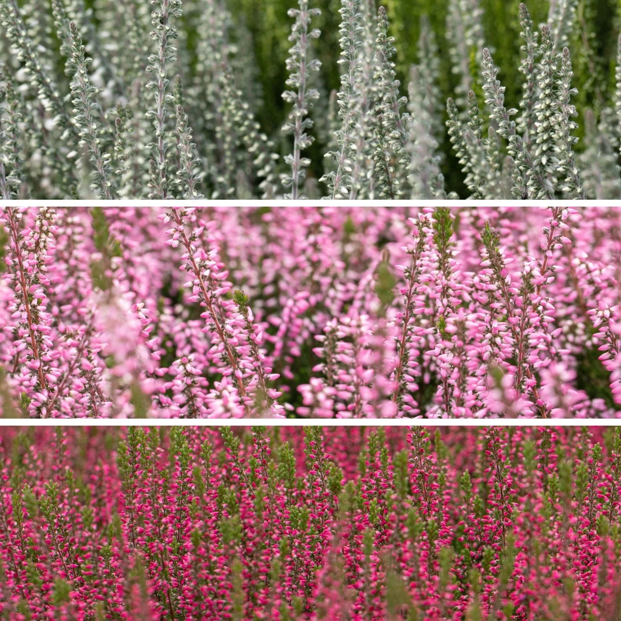 Besenheide-Mix