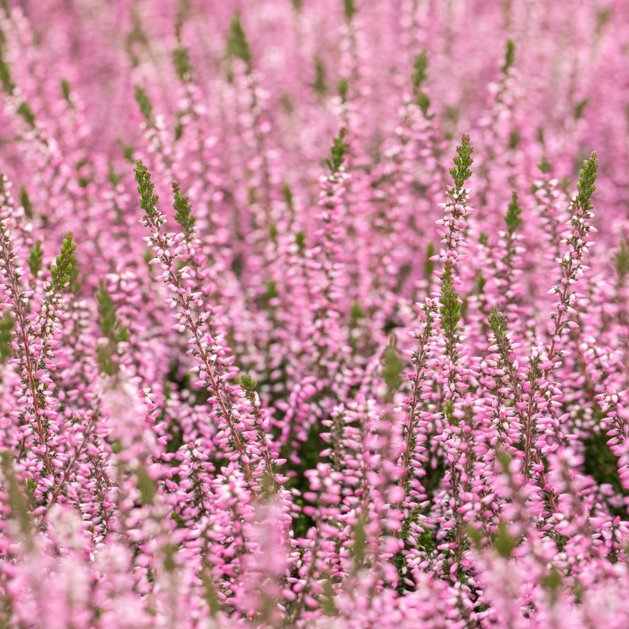 Besenheide-Mix - Image 3