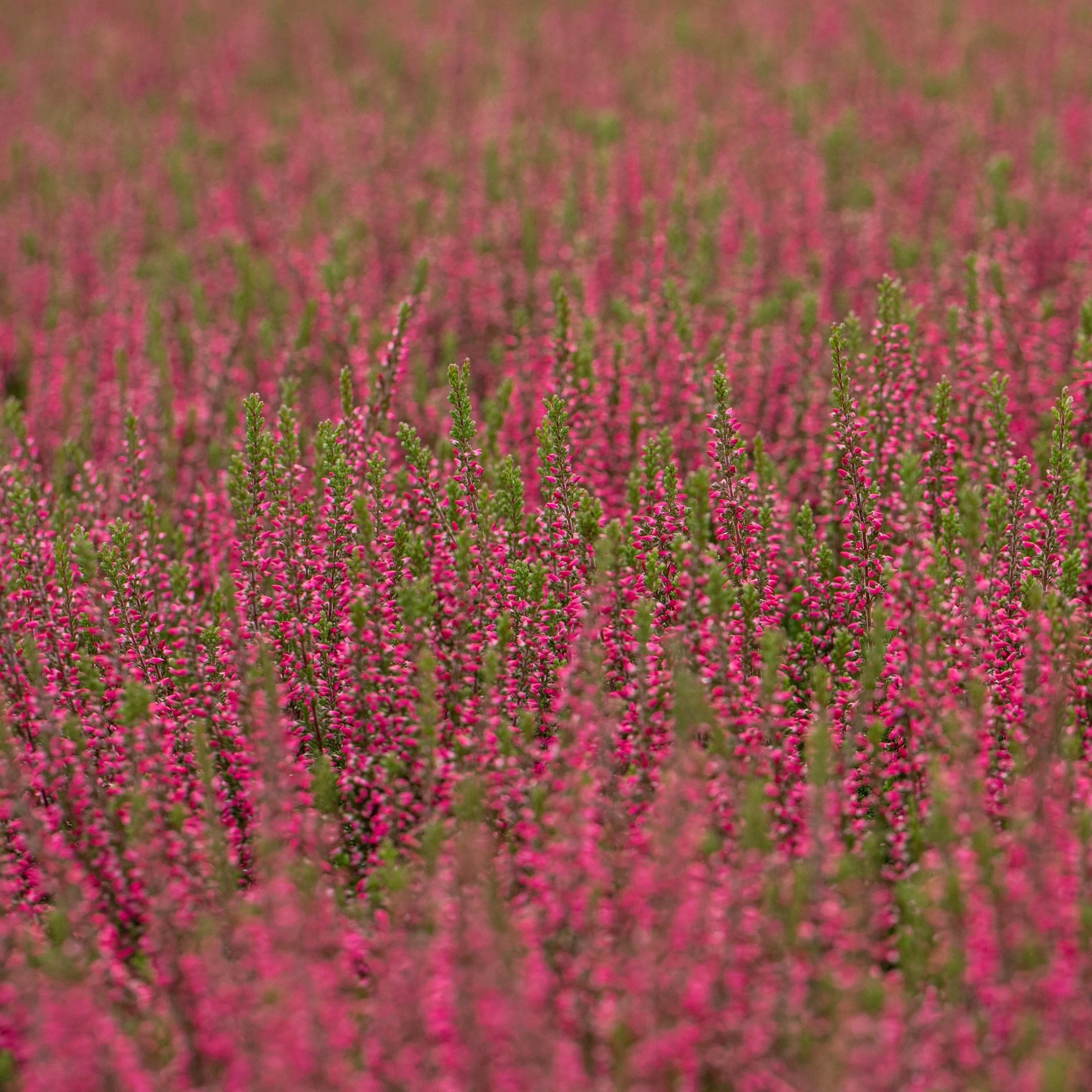 Besenheide-Mix - Image 4