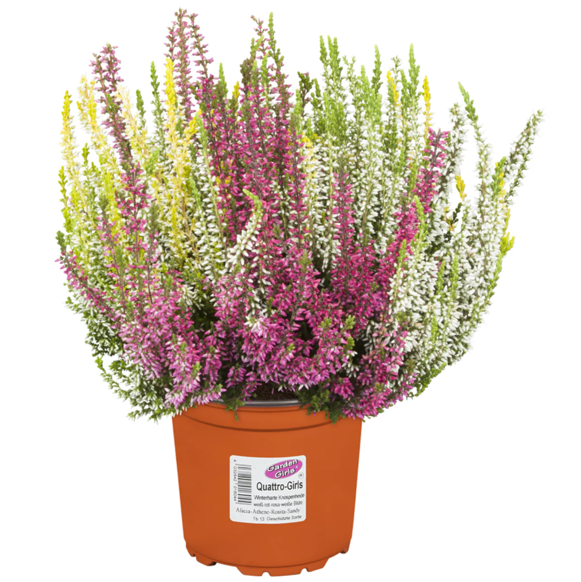 Besenheide 'Quattro Gardengirls®' - Image 3