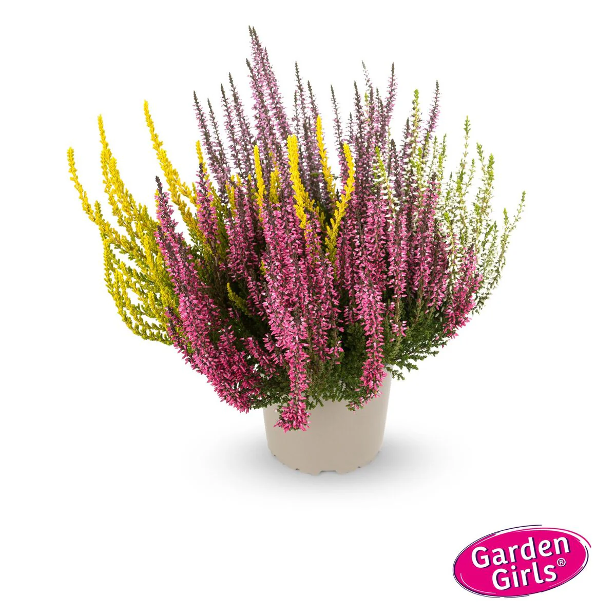 Besenheide 'Quattro Gardengirls®' - Image 4